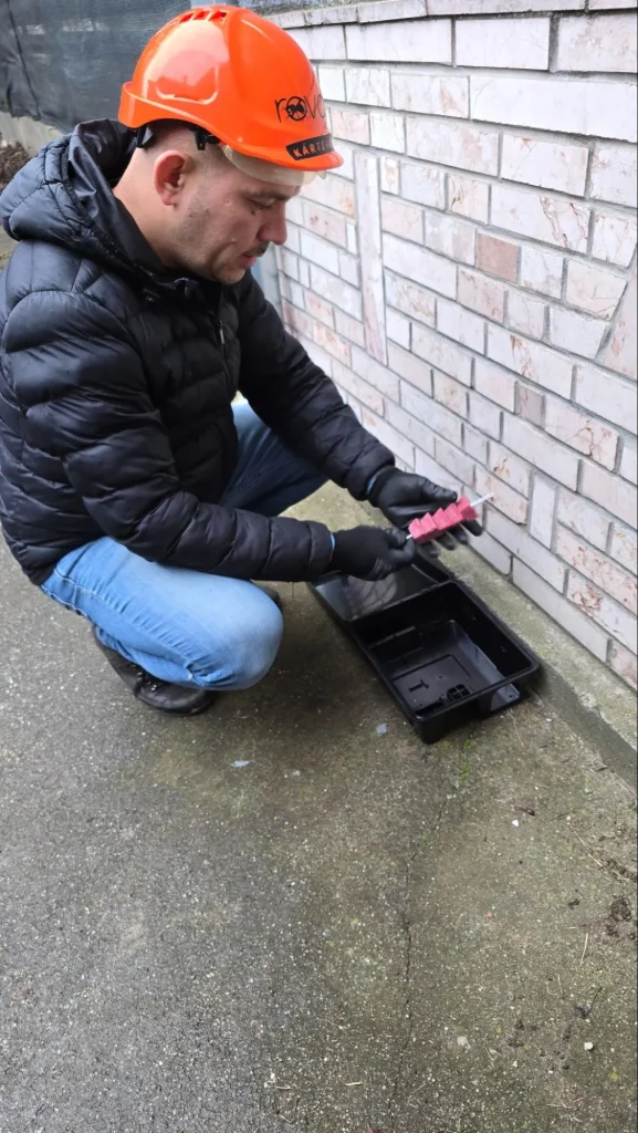 Rágcsálóirtás Budapesten